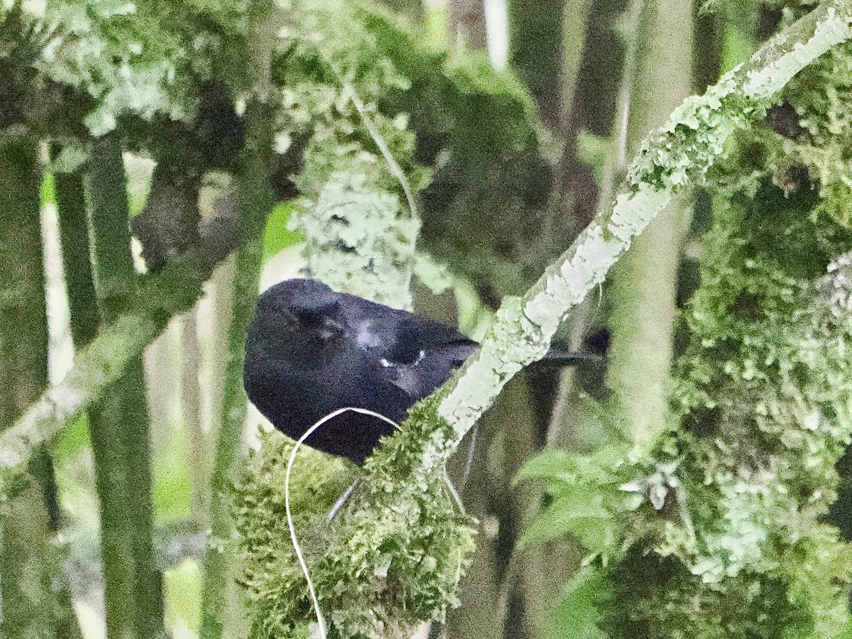 White-sided Flowerpiercer - ML644170275