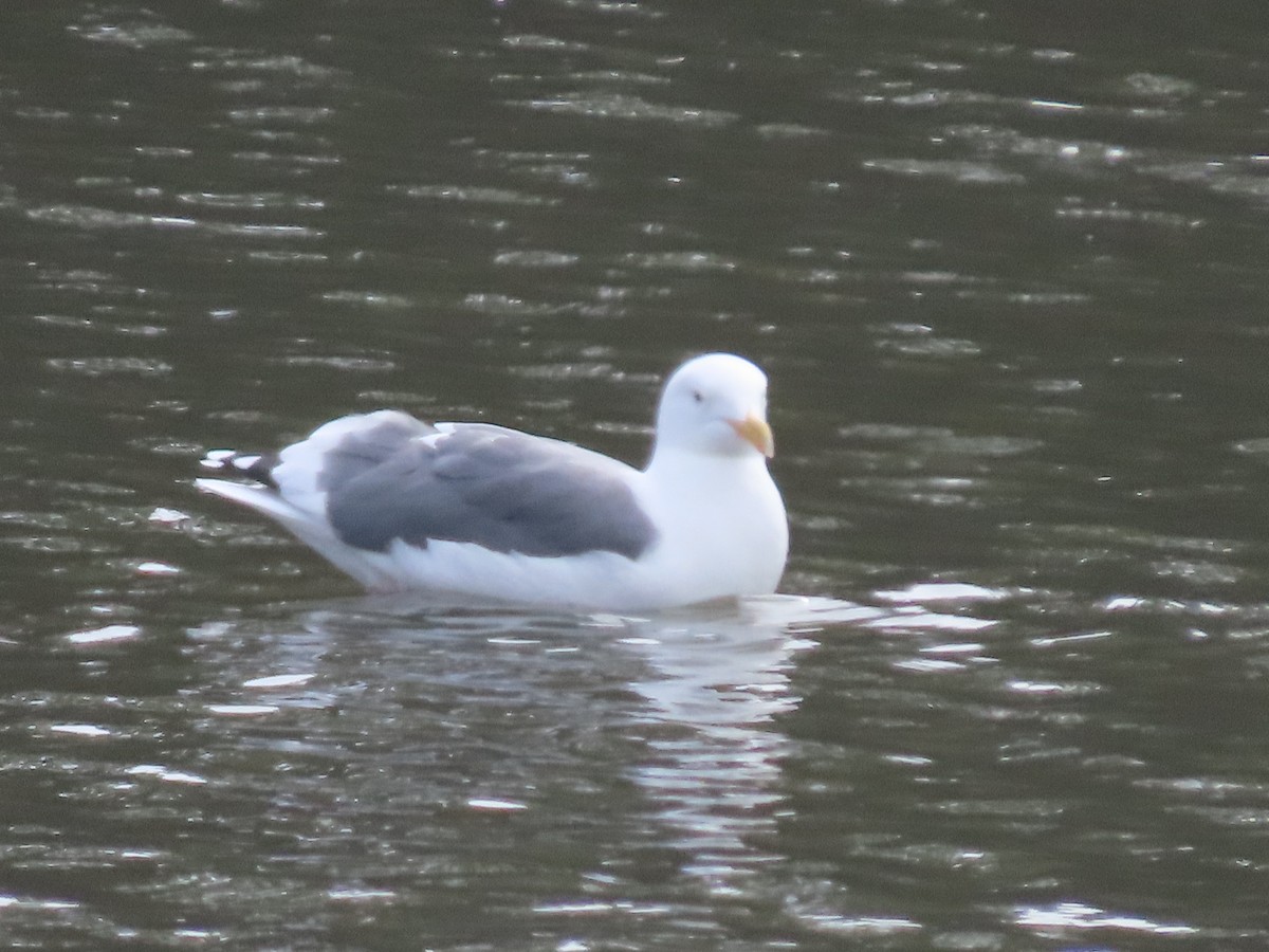 Western Gull - ML644170291