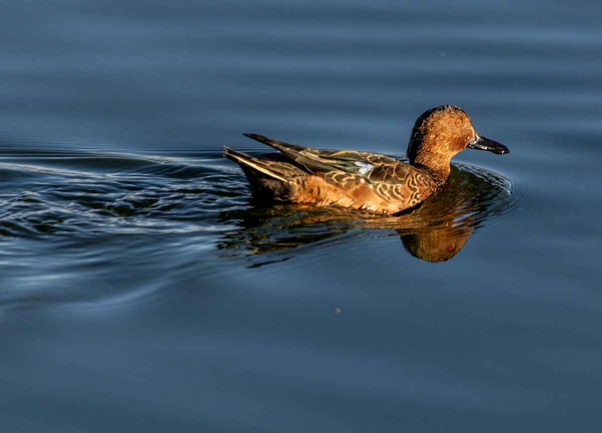 Cinnamon Teal - ML644170388