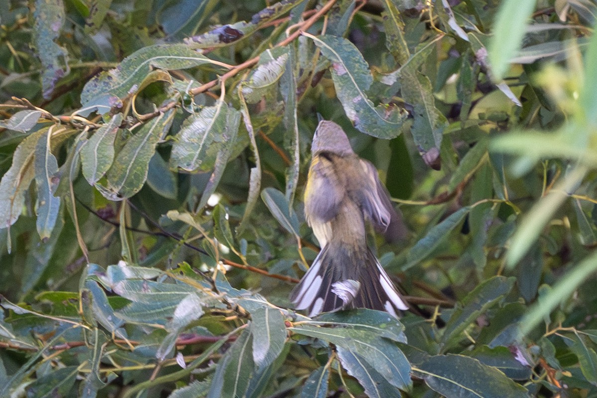 buskparula - ML644170389