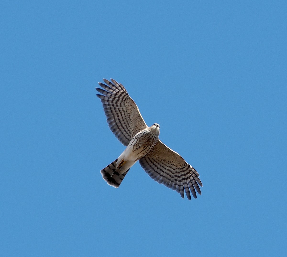 krahujec americký [skupina velox] - ML644170398