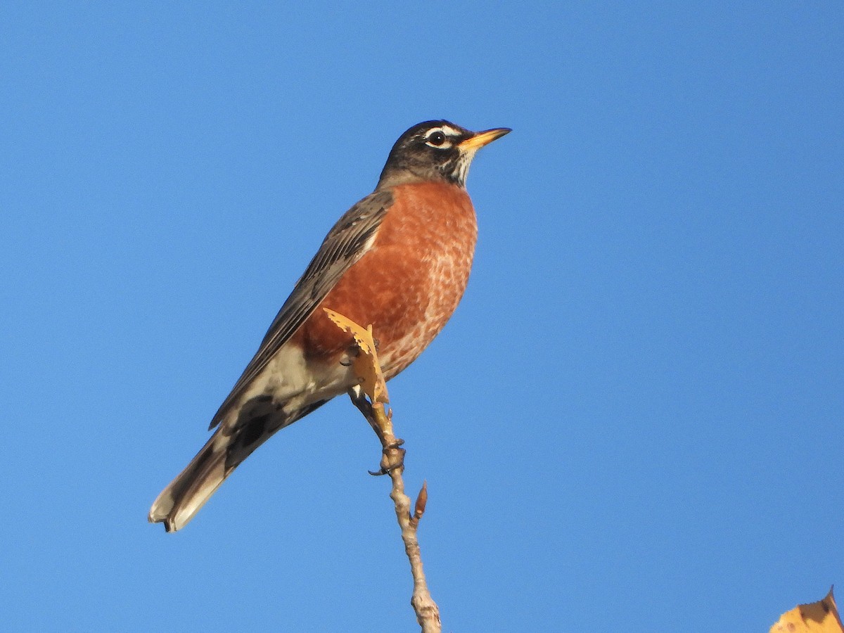 American Robin - ML644170402