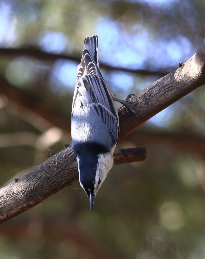 White-breasted Nuthatch - ML644170407
