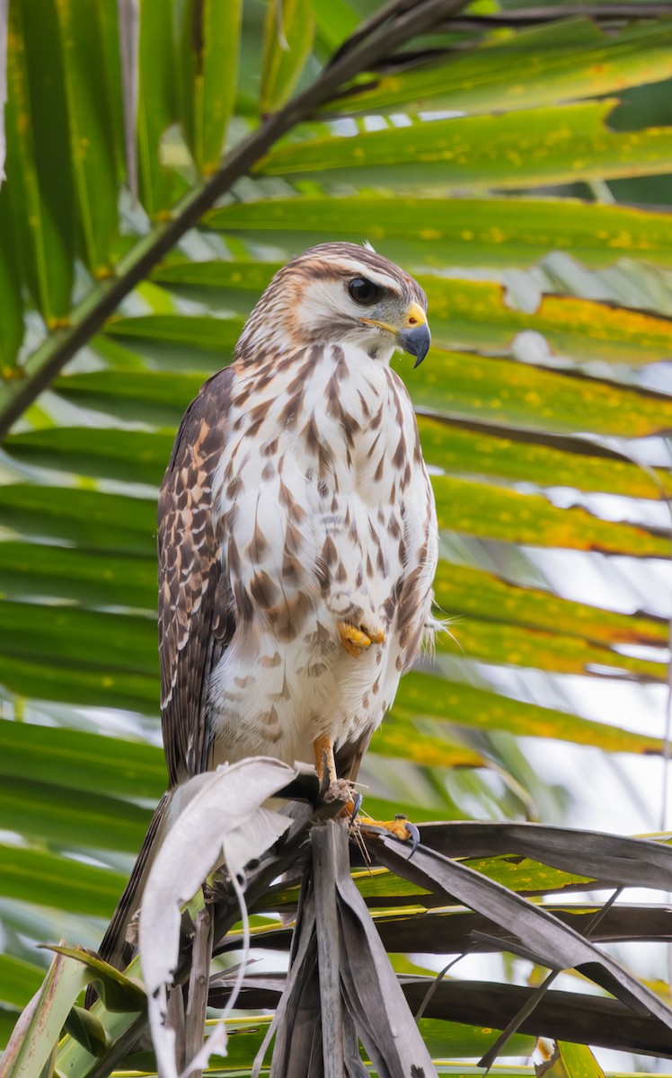 Канюк мексиканський - ML644170412