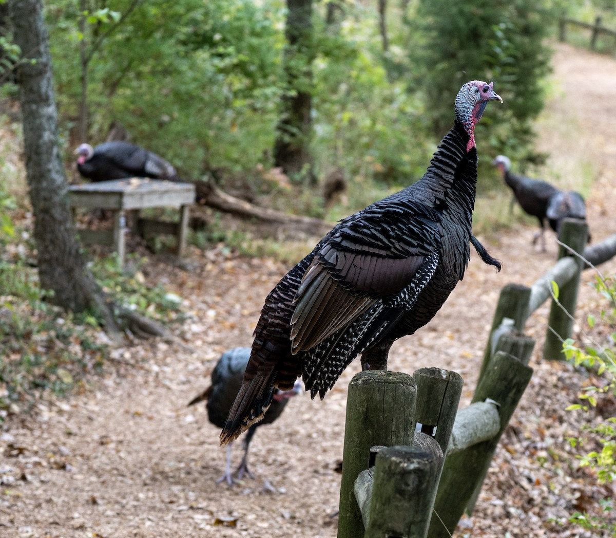 Indioilar arrunta - ML644170421