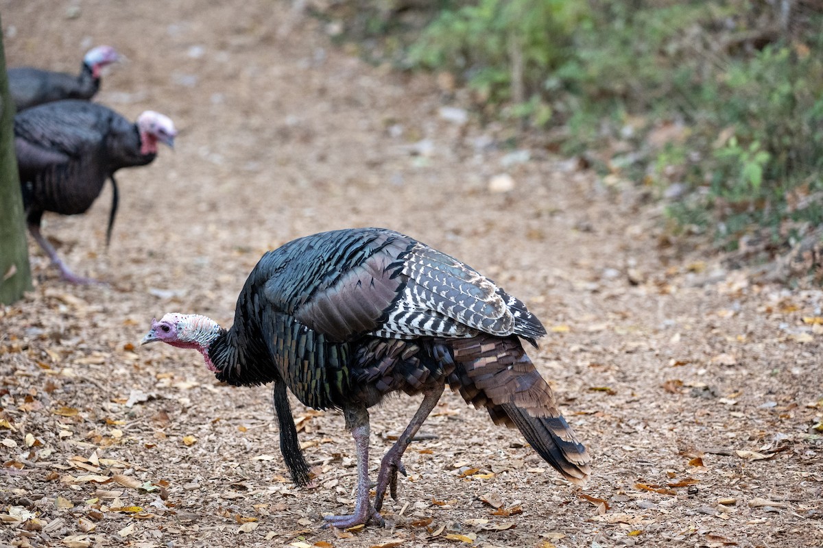 Indioilar arrunta - ML644170428