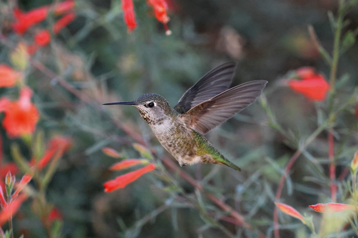 Anna's Hummingbird - ML644170430