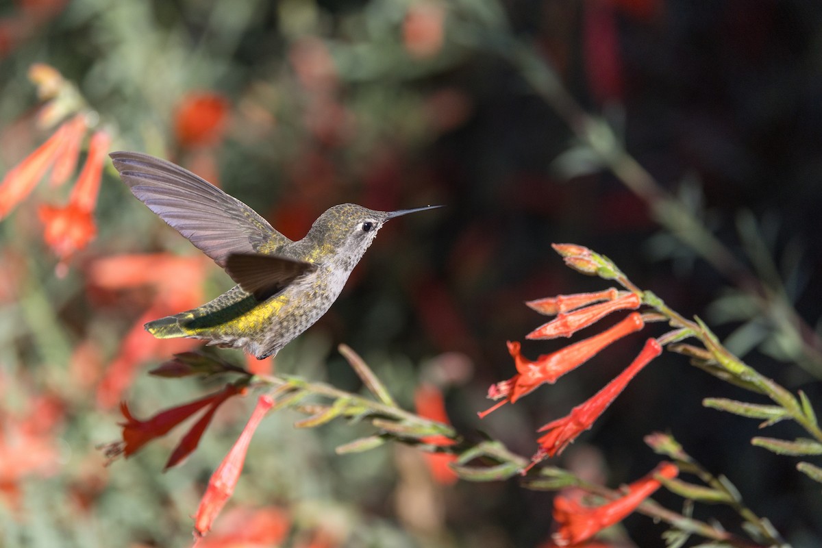 Anna's Hummingbird - ML644170431