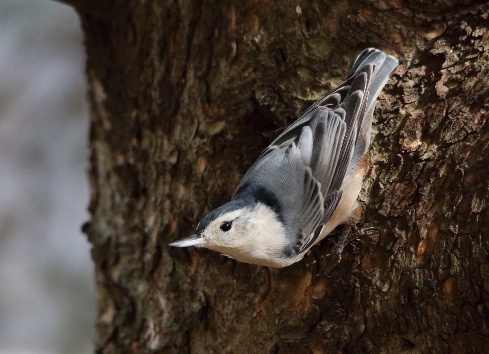 White-breasted Nuthatch - ML644170432