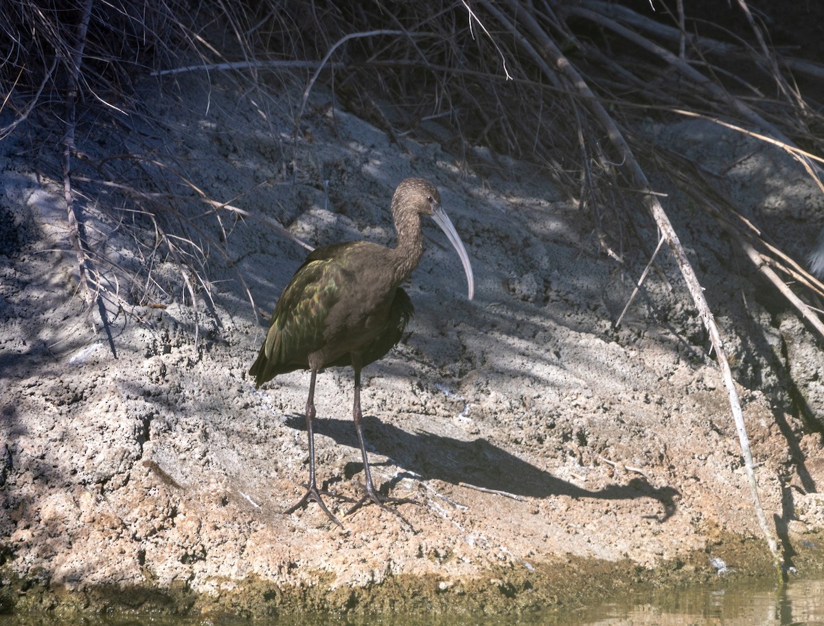 White-faced Ibis - ML644170442