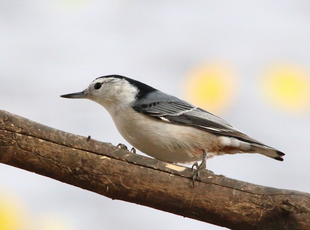 White-breasted Nuthatch - ML644170455