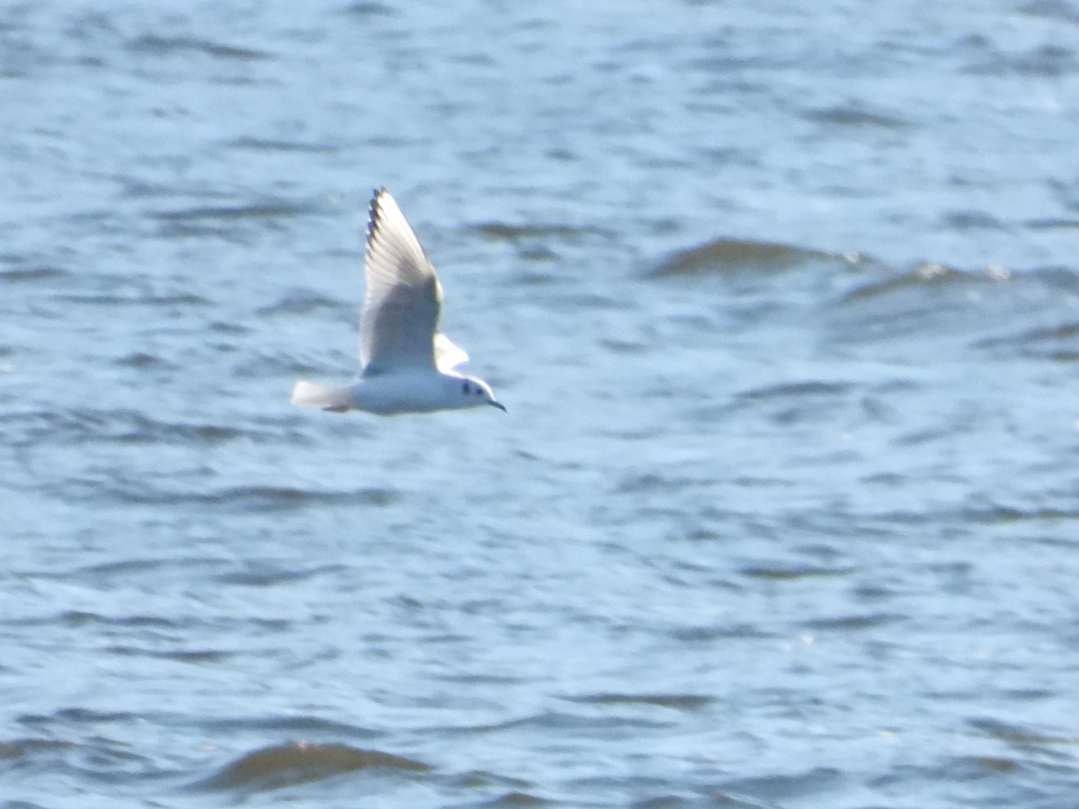 Bonaparte's Gull - ML644170466