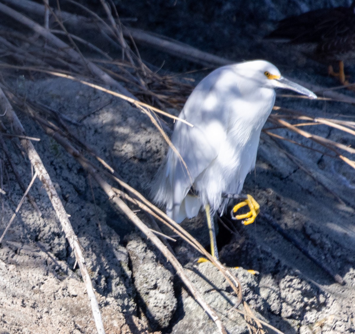 Snowy Egret - ML644170468