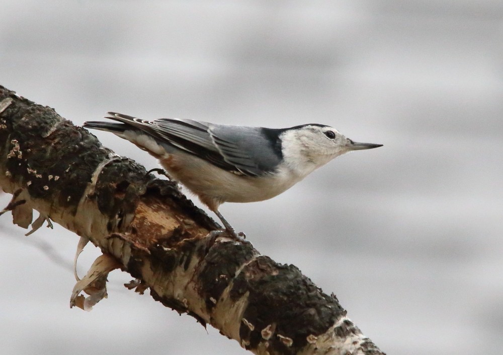 White-breasted Nuthatch - ML644170470