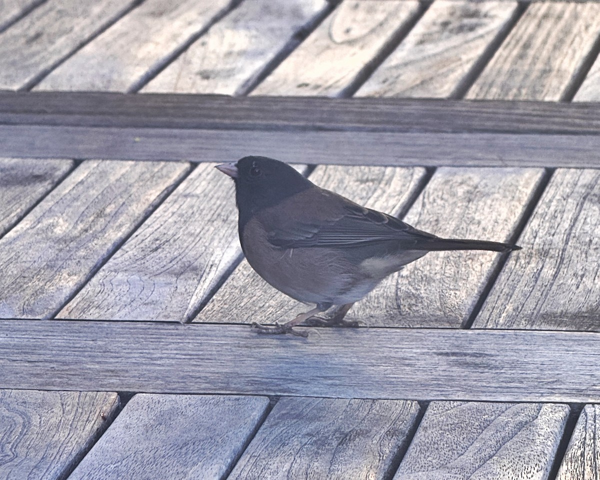 Dark-eyed Junco (Oregon) - ML644170471