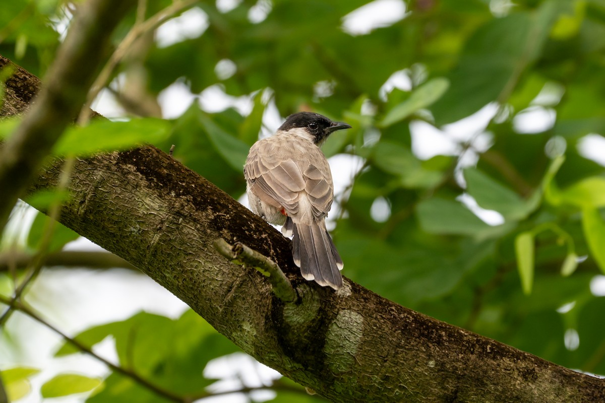 Sooty-headed Bulbul - ML644170474