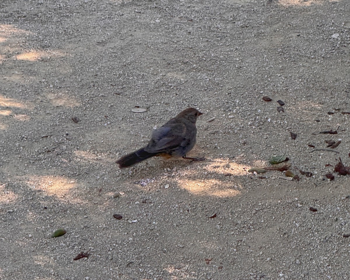 California Towhee - ML644170479