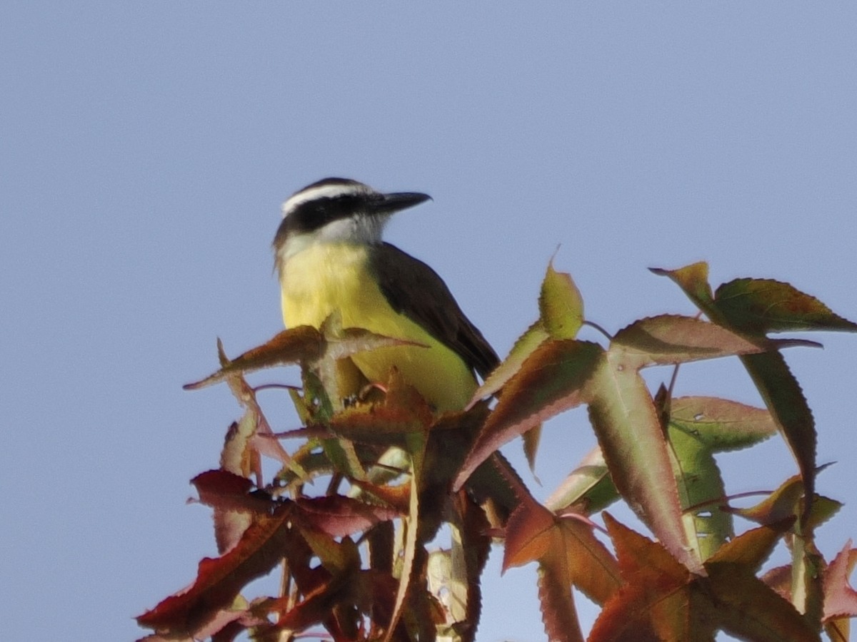 Great Kiskadee - ML644170481