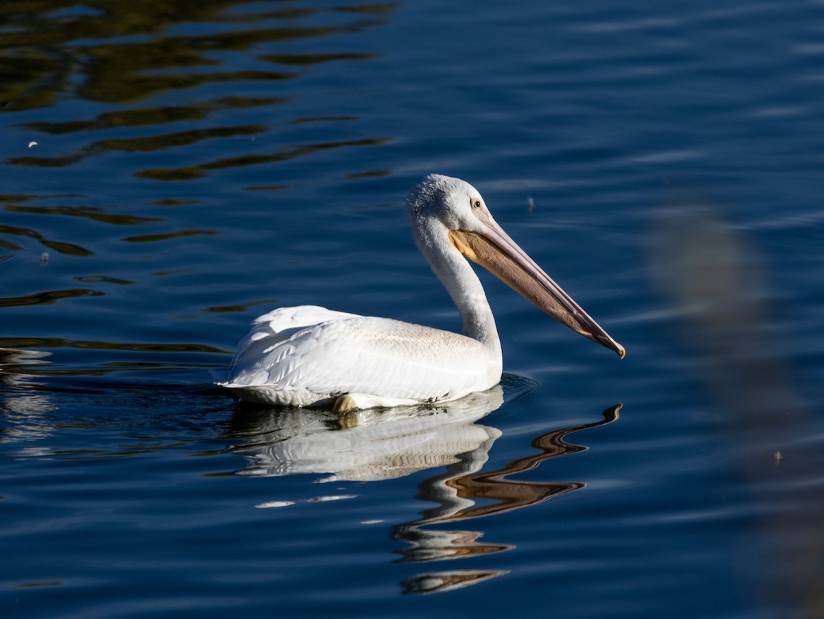 American White Pelican - ML644170483