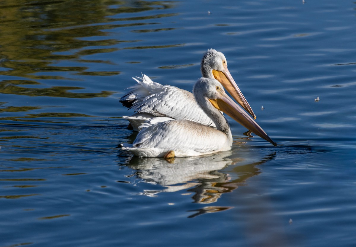 American White Pelican - ML644170484