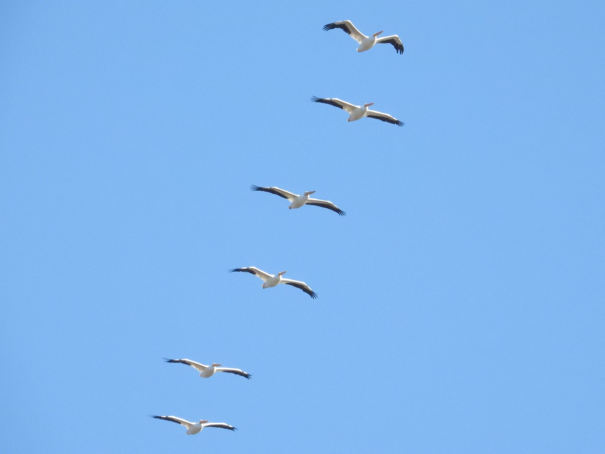 American White Pelican - ML644170502
