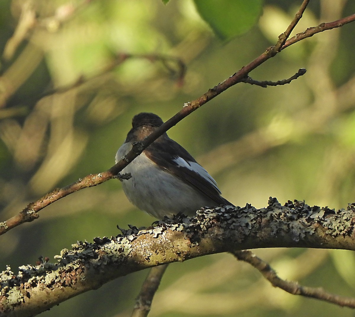 European Pied Flycatcher - ML644170504