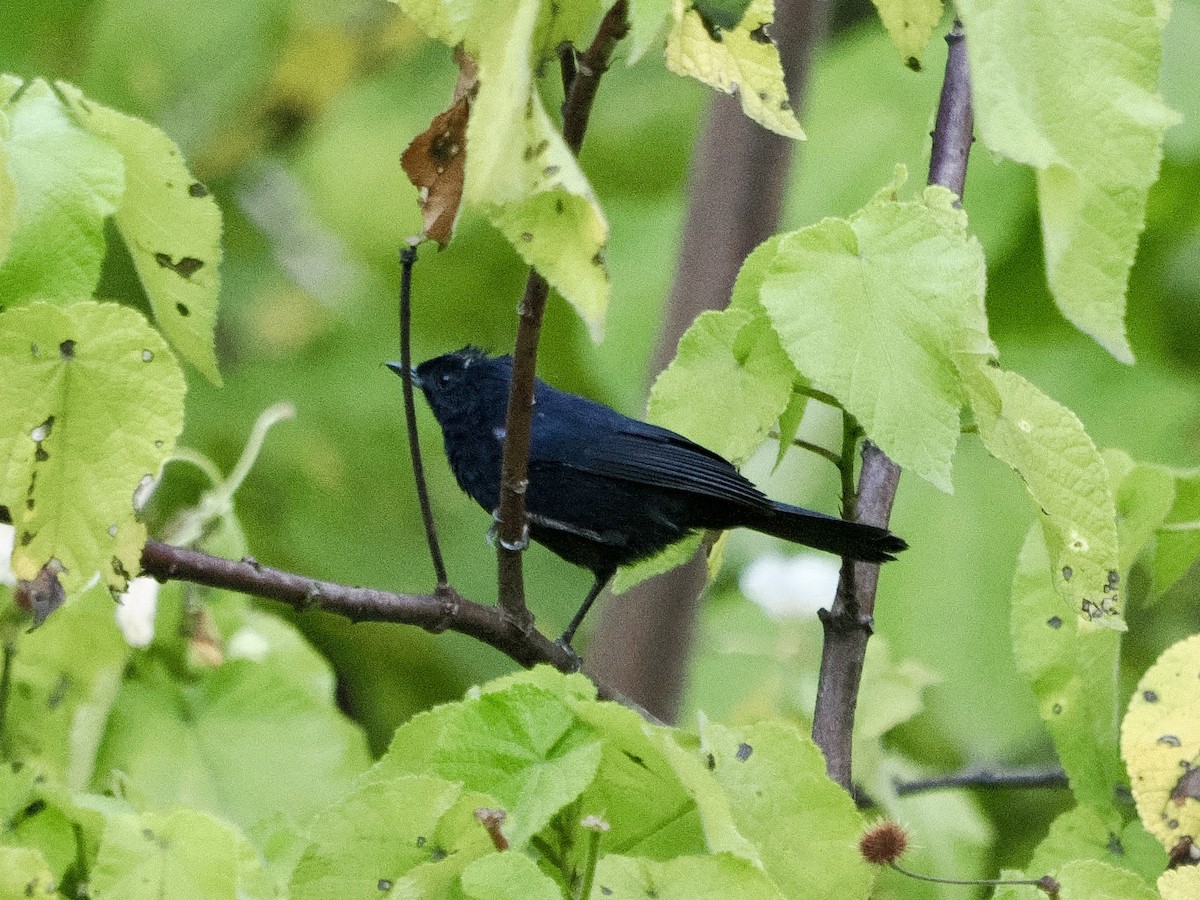 Black Flowerpiercer - ML644170509