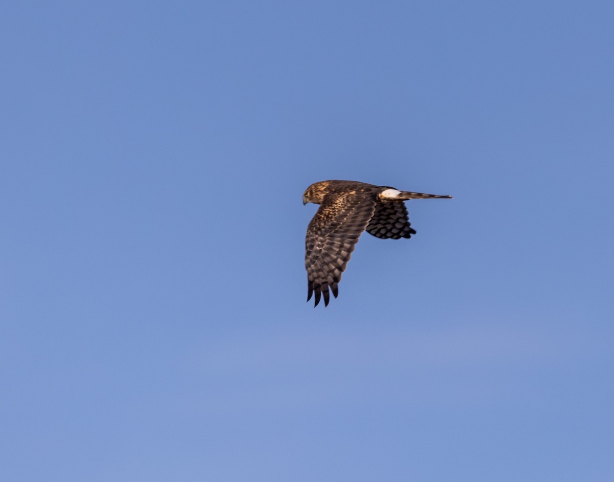 Northern Harrier - ML644170511