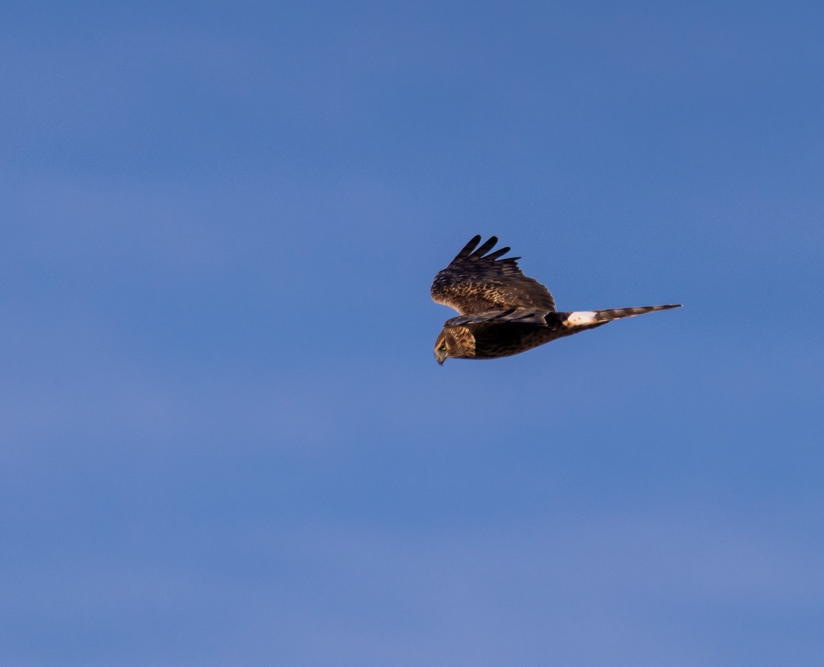 Northern Harrier - ML644170512