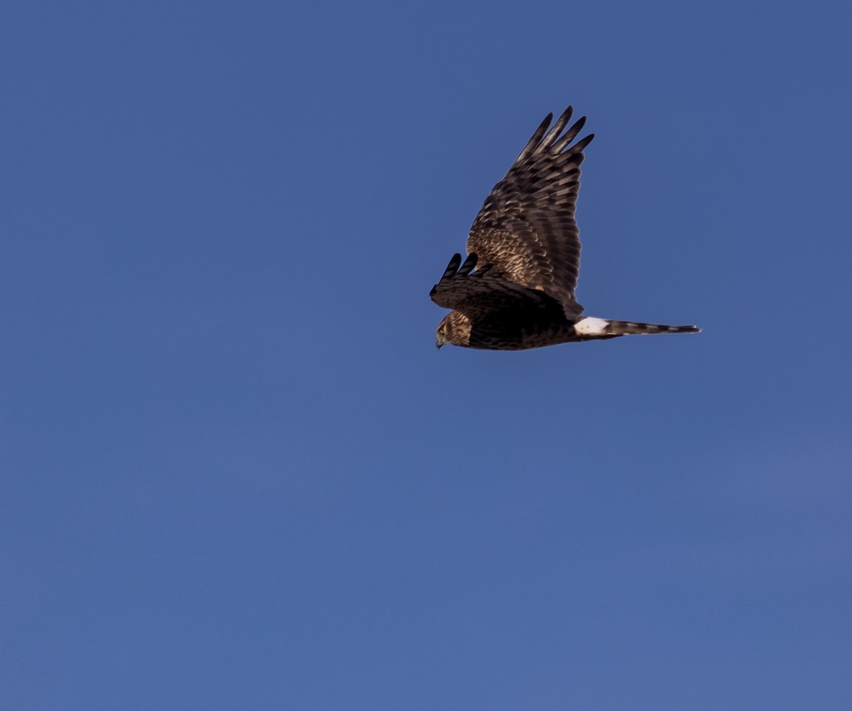Northern Harrier - ML644170513