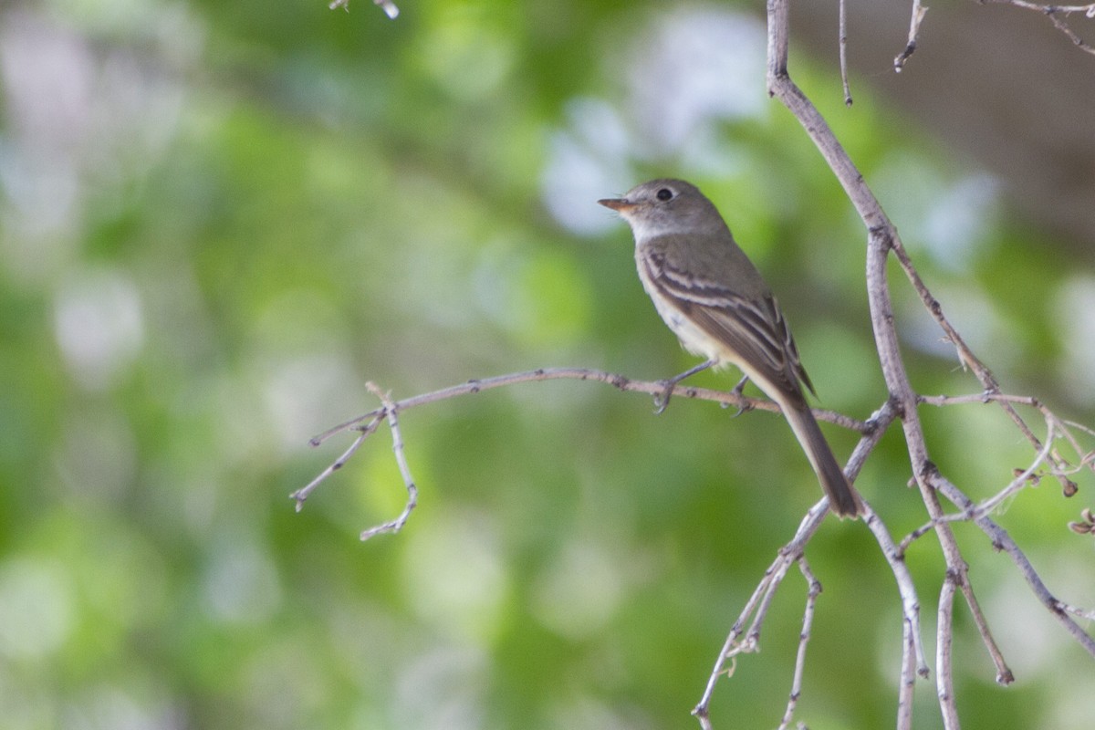 Dusky Flycatcher - ML644170522
