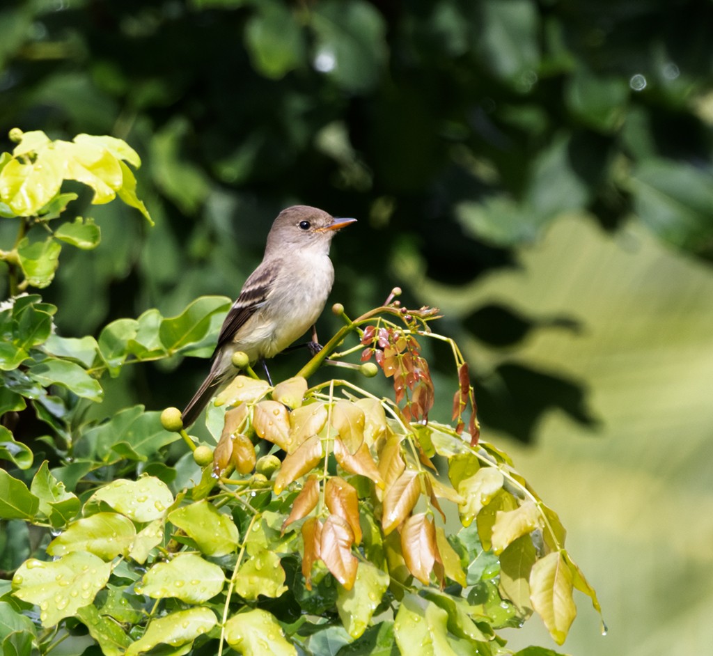 Піві-малюк вербовий - ML644170524