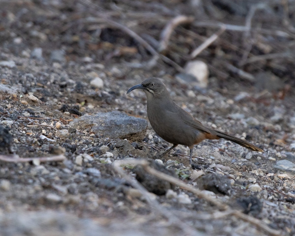 Crissal Thrasher - ML644170539