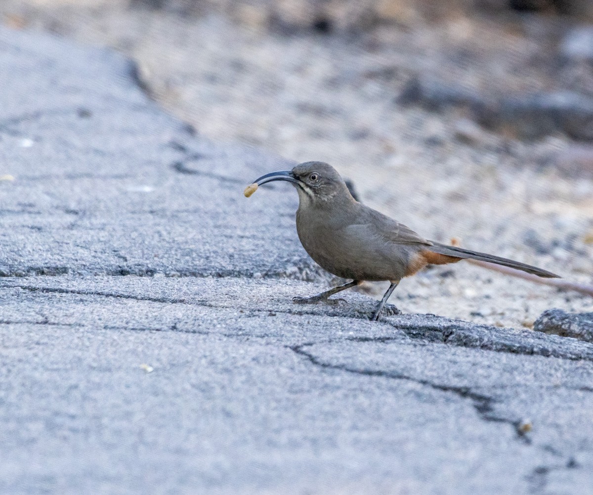 Crissal Thrasher - ML644170540