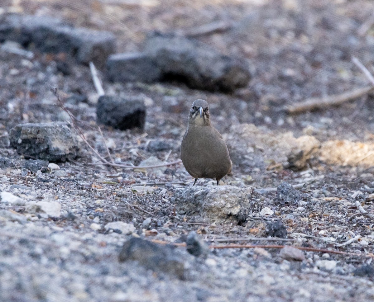 Crissal Thrasher - ML644170541