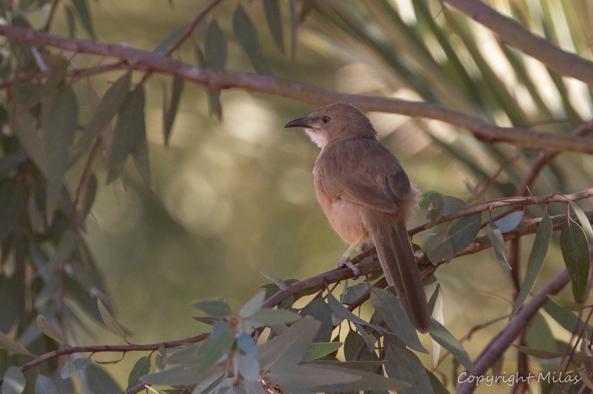 Fulvous Chatterer - ML644170544