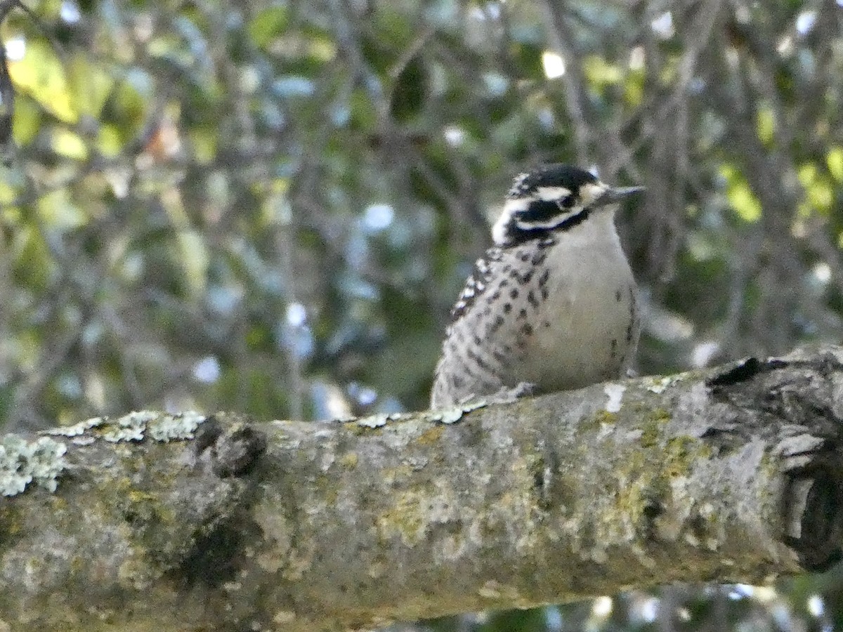 Nuttall's Woodpecker - ML644170545