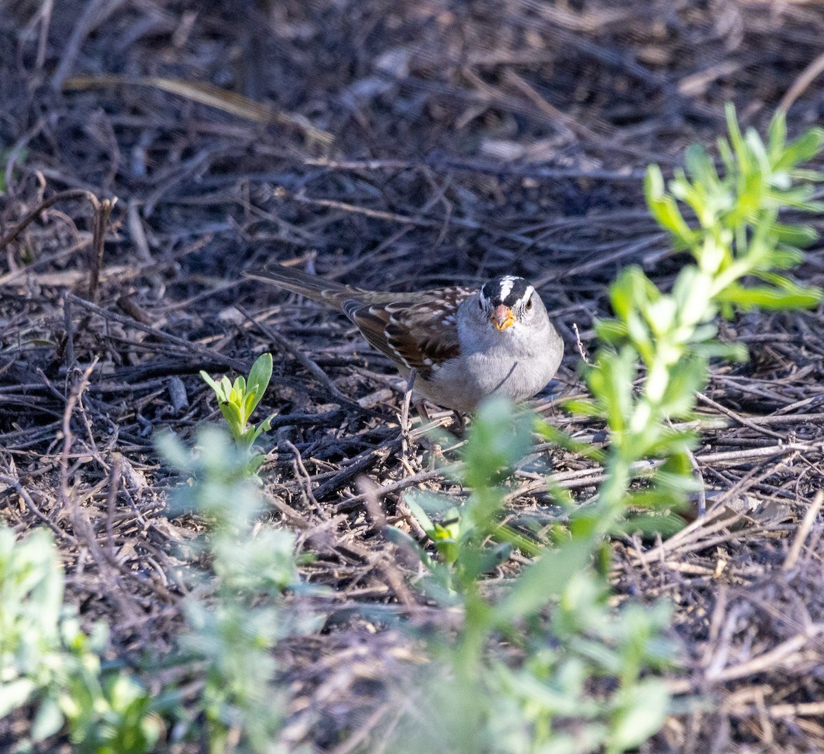 White-crowned Sparrow - ML644170553