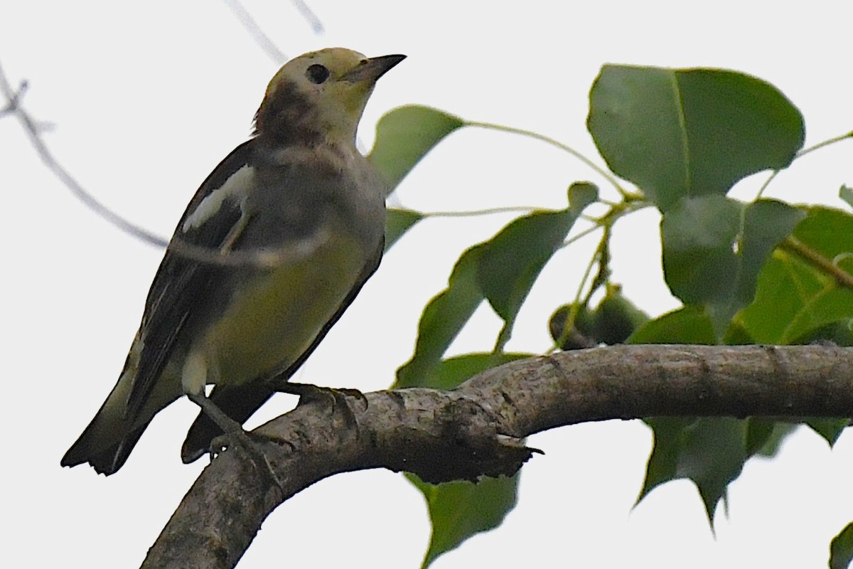 Al Yanaklı Sığırcık - ML644170555