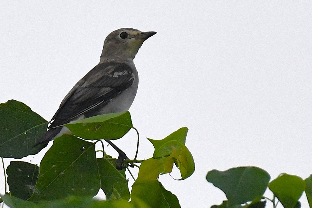 Al Yanaklı Sığırcık - ML644170556