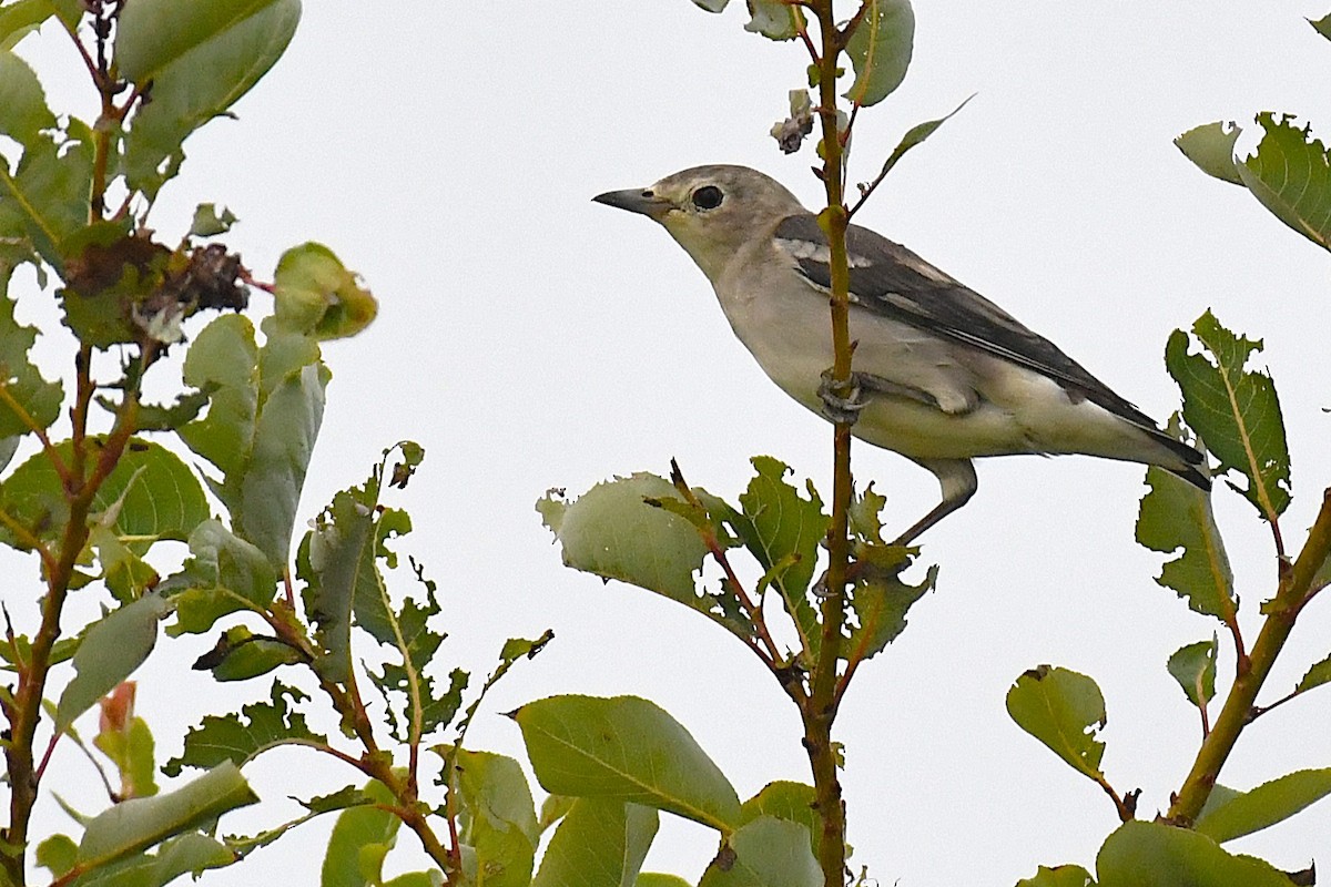 Al Yanaklı Sığırcık - ML644170557