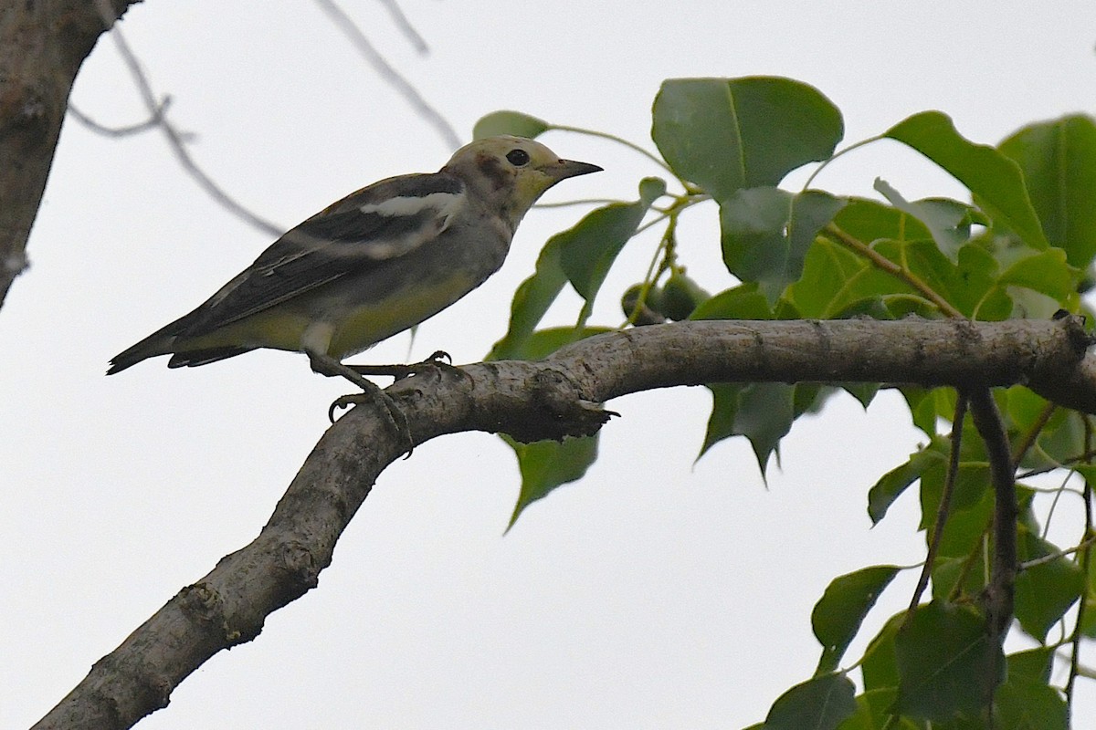 Al Yanaklı Sığırcık - ML644170558