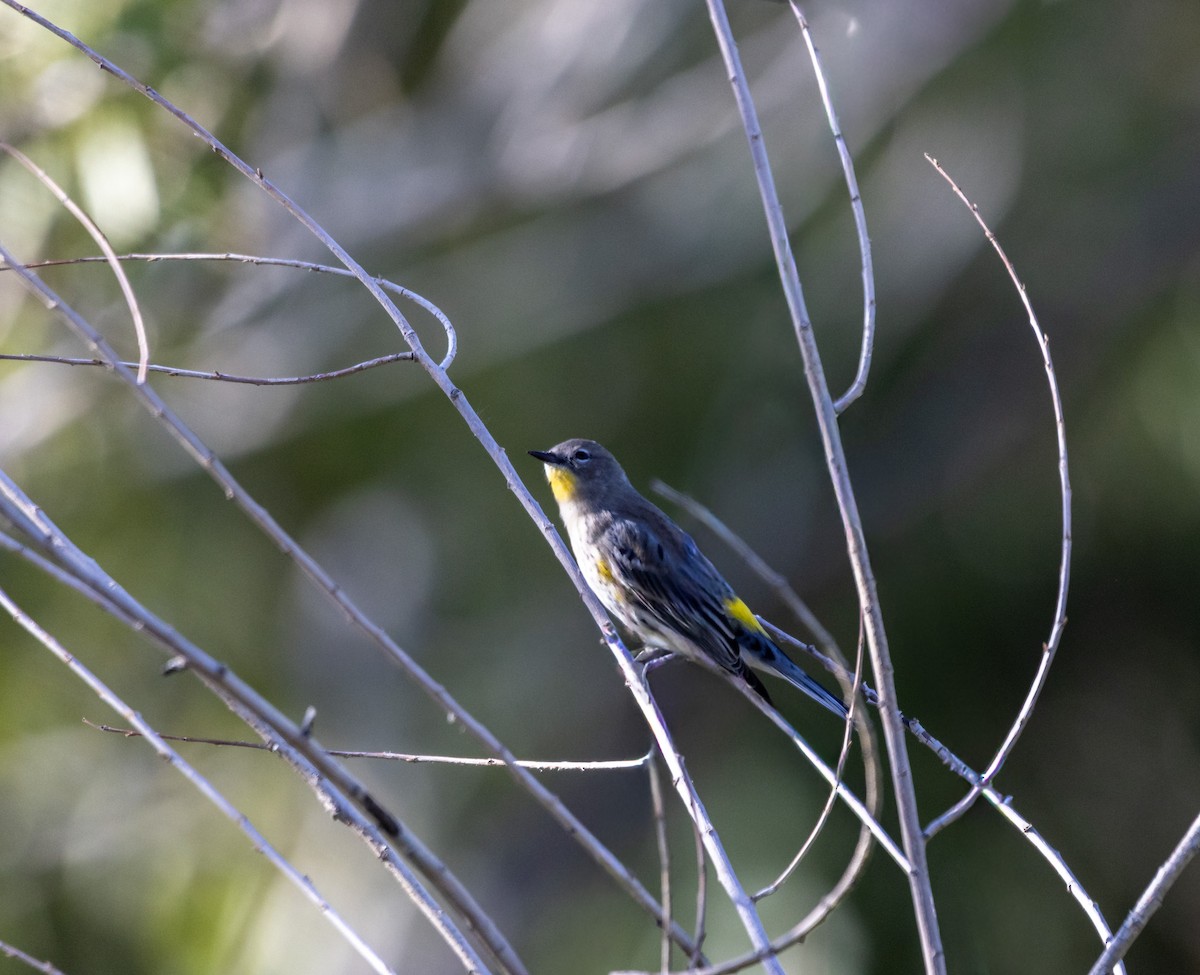 Yellow-rumped Warbler - ML644170565