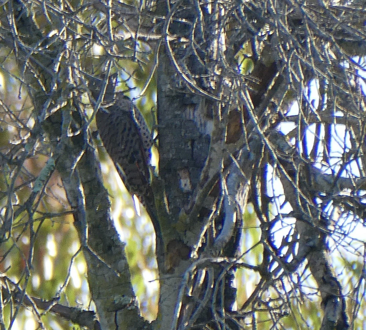 Northern Flicker - ML644170570