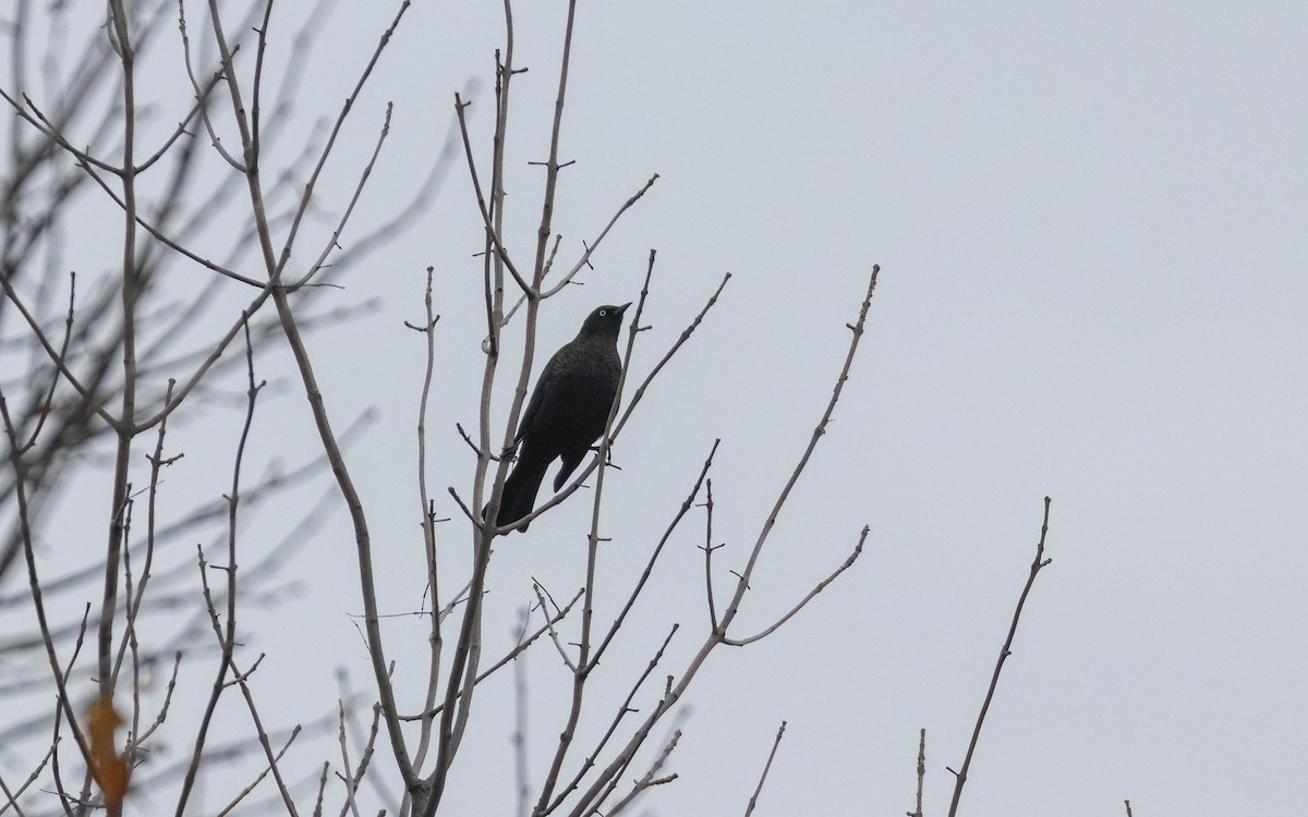 クロムクドリモドキ - ML644170573