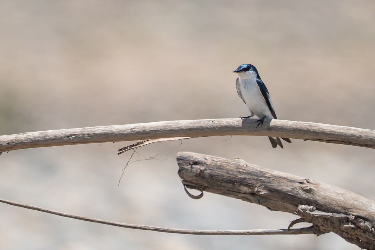 ハジロミドリツバメ - ML644170580