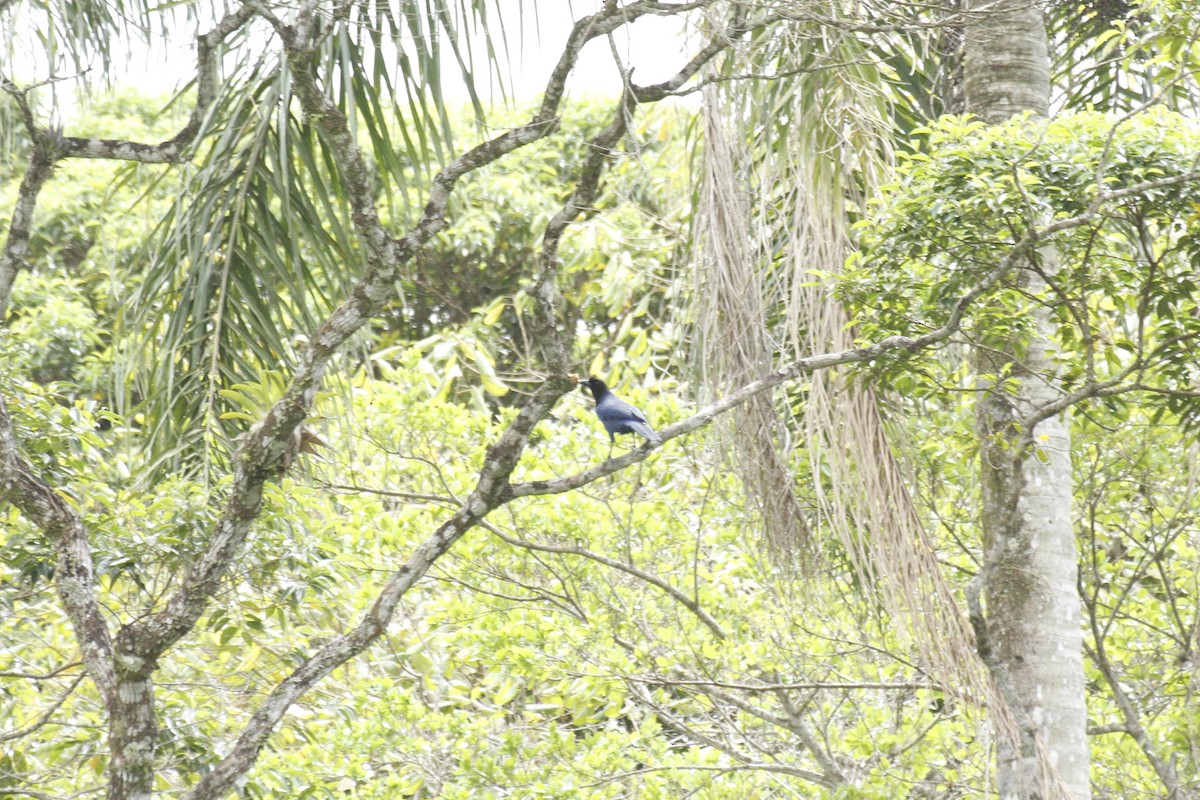 Chara Cerúlea - ML644170584