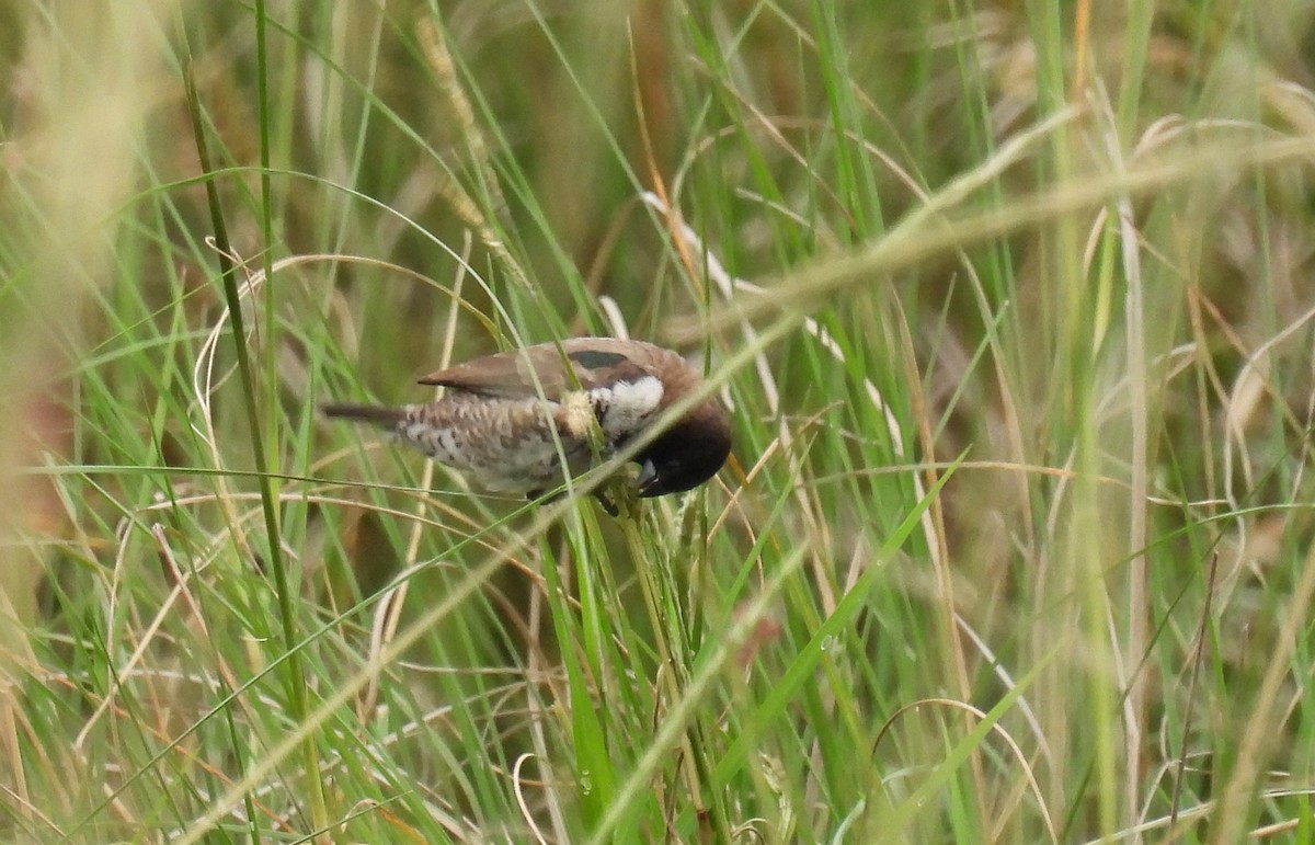 Bronze Mannikin - ML644170597