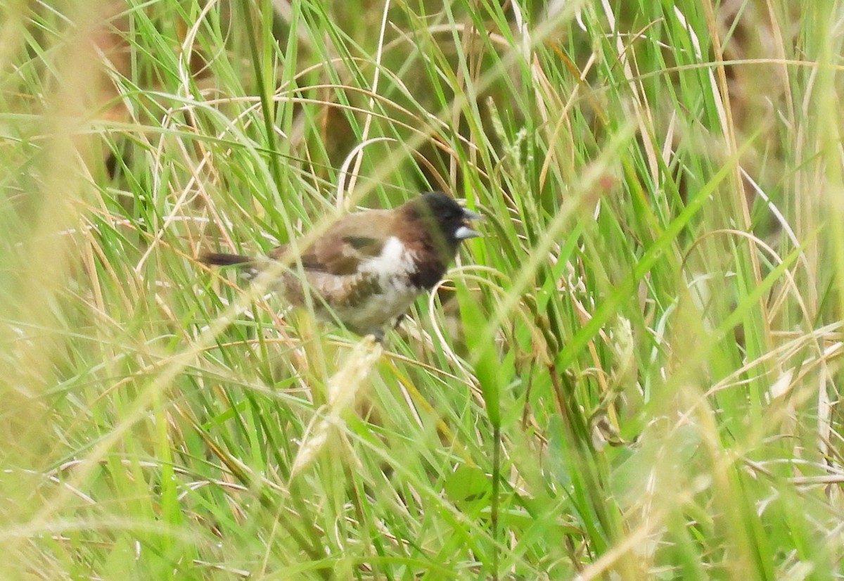 Bronze Mannikin - ML644170598