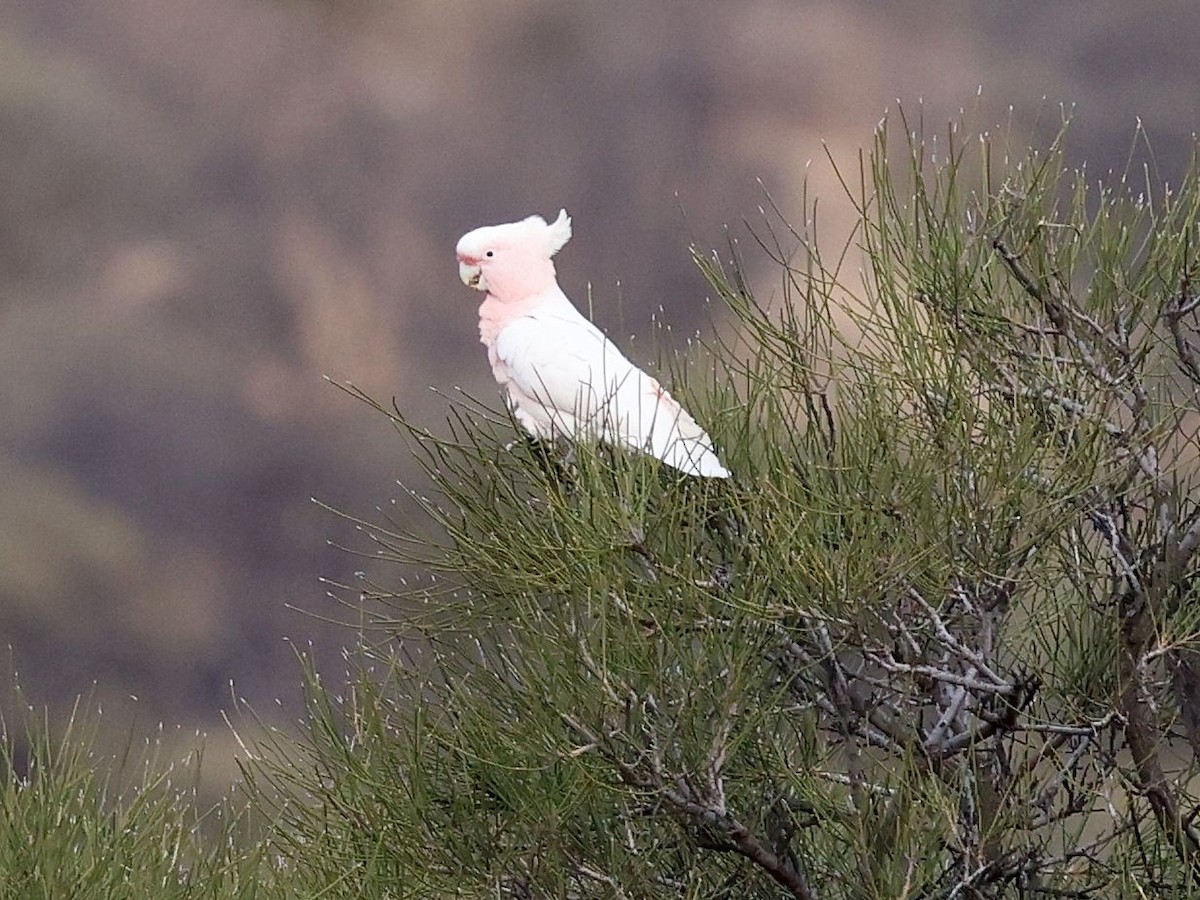 kakadu inka - ML644170599